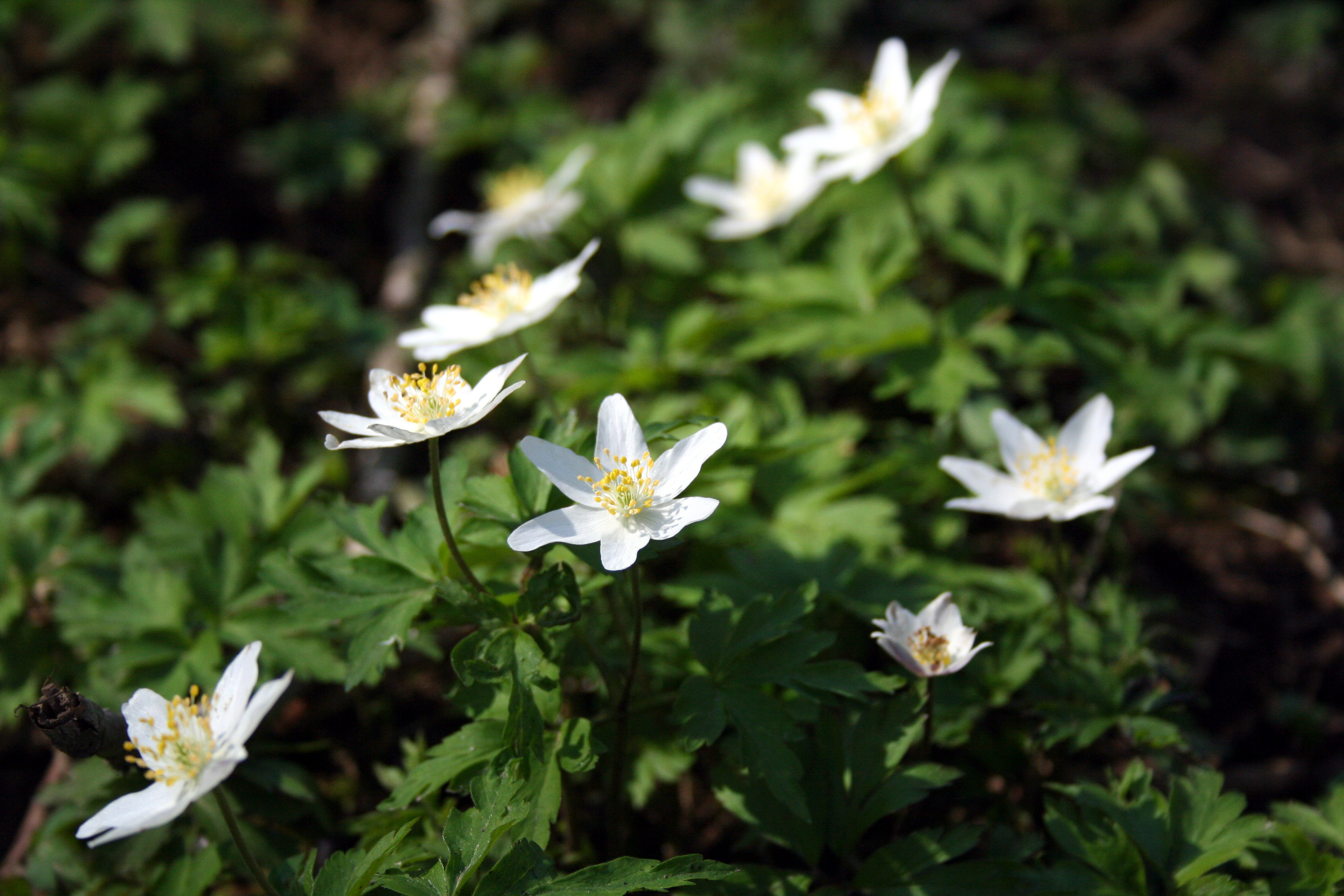 Catalogo Specie Flora